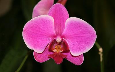 Dag van de Orchidee