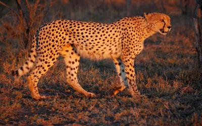 Internationale Dag van de Cheetah