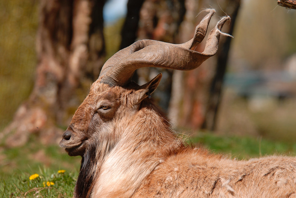 Internationale Dag van de Markhoor